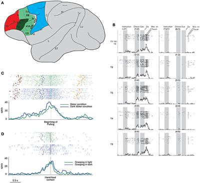 Neural Coding for Action Execution and Action Observation in the Prefrontal Cortex and Its Role in the Organization of Socially Driven Behavior